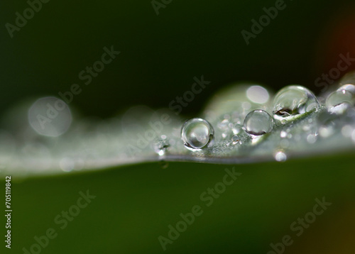 Drops on a leaf