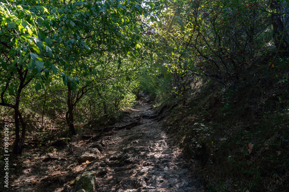 Naklejka premium green forest in the morning