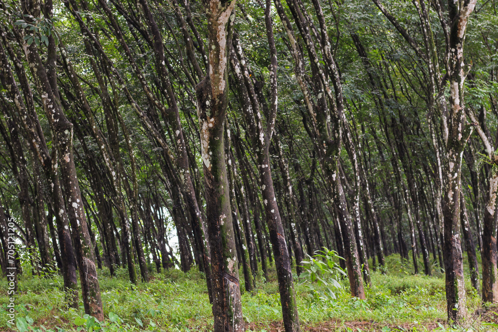 Fototapeta premium Natural rubber, trees in the forest
