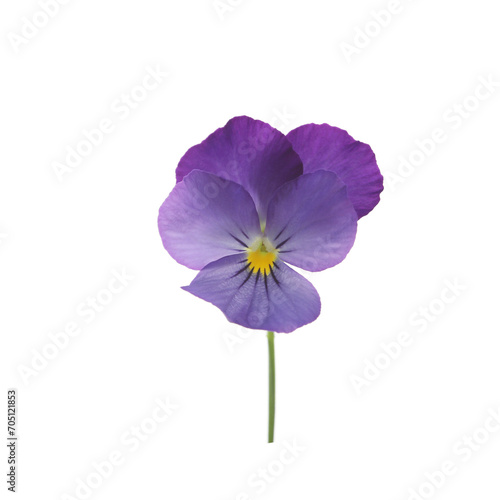 Purple pansy flower on white isolated