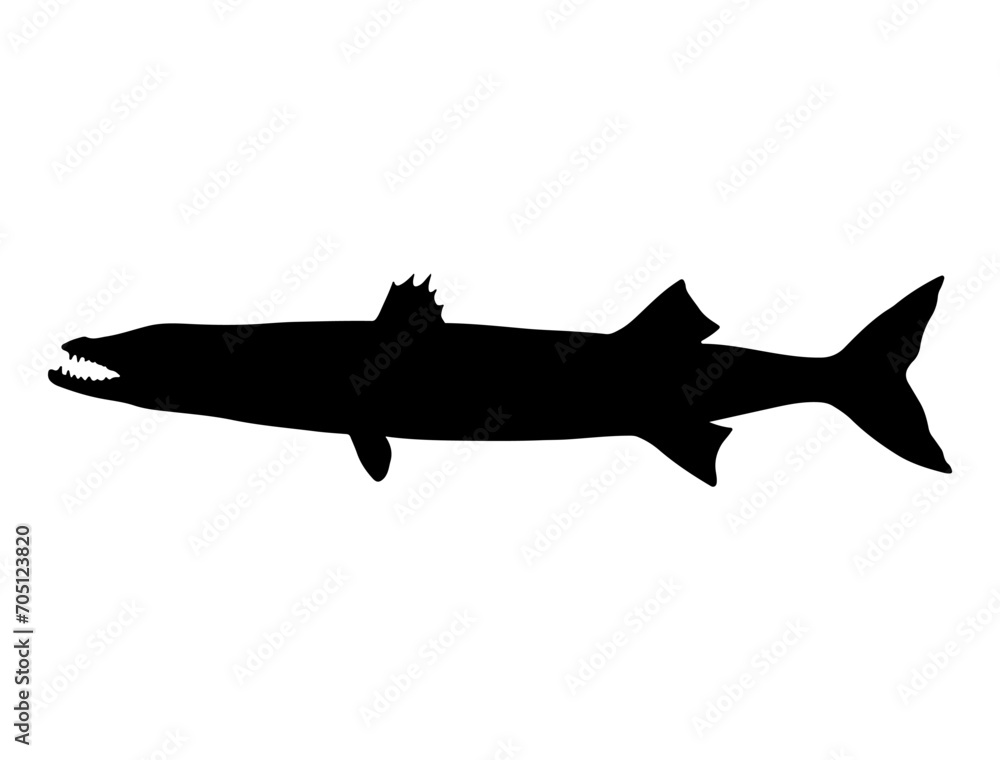 Fototapeta premium Barracuda Fish silhouette vector art white background