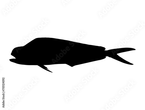Mahi Mahi Fish silhouette vector art white background