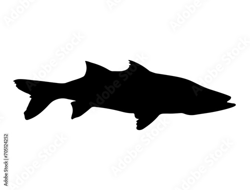 Snook Fish silhouette vector art white background