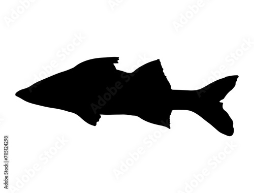 Snook Fish silhouette vector art white background