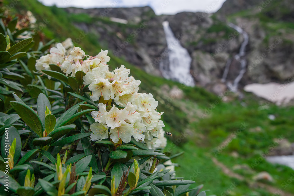 Rhododendron flowers bloom against the background of a waterfall. Rhododendron flowers bloom against the background of a waterfall.