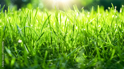 Bottom view of green grass in dew on an early summer morning. A serene stock photo capturing the freshness and tranquility of nature awakening