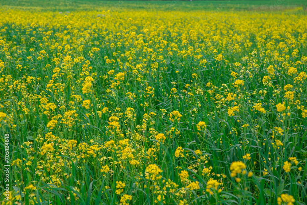 Fototapeta premium field with blooming rapeseed. yellow rapeseed flowers.