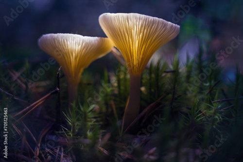 Dark background. shallow depth of field. Mushrooms glow in the dark. Mushrooms containing psilocybin.