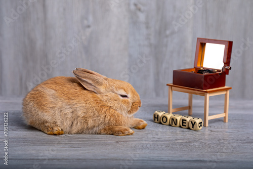 Cute adorable one brown rabbit sitting on grey wooden background listening music from turnable box with honey word block photo