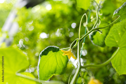 Cucumber flower growing on the balcony on a blurred green background
