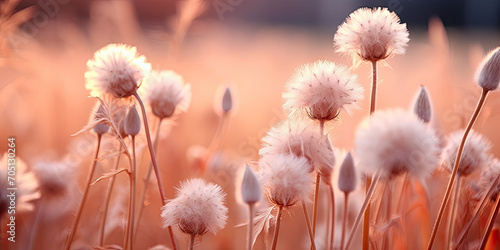 a field of white flowers with the sun shining in the background. Peach fuzz Wild grass and flower at sunset sky. Sunny summer or autumn nature backdrop. for nature-themed designs, 