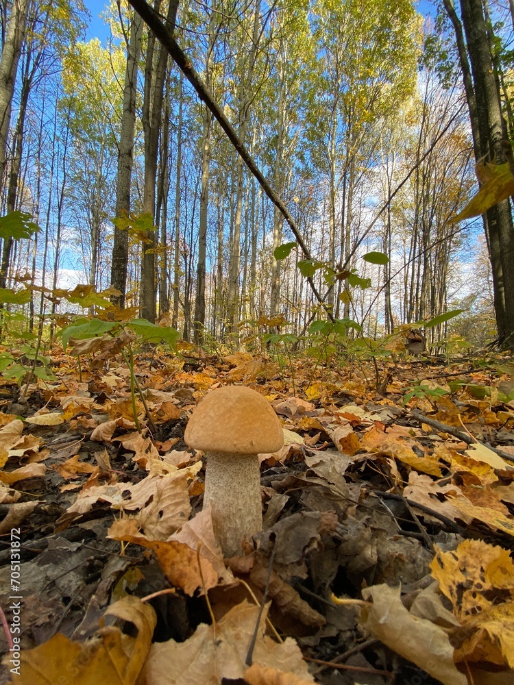 Obraz premium Boletus in the autumn forest, white edible mushroom.