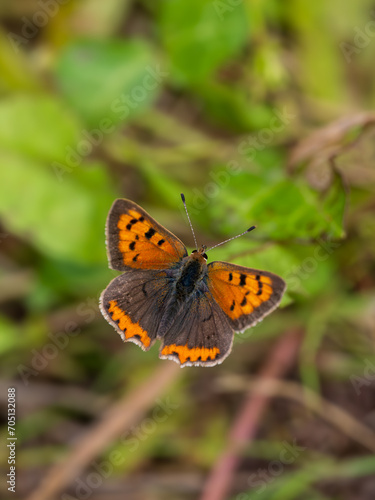 Small Copper Butterfly. Wings Open.