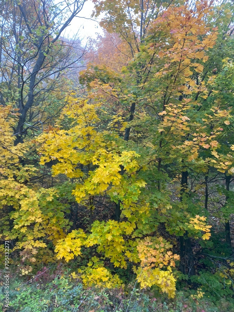 Autumn forest, foggy weather, yellow leaves.