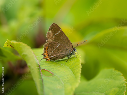 White-letter Hairstreak Butterfly Resting on a Leaf © Stephan Morris 