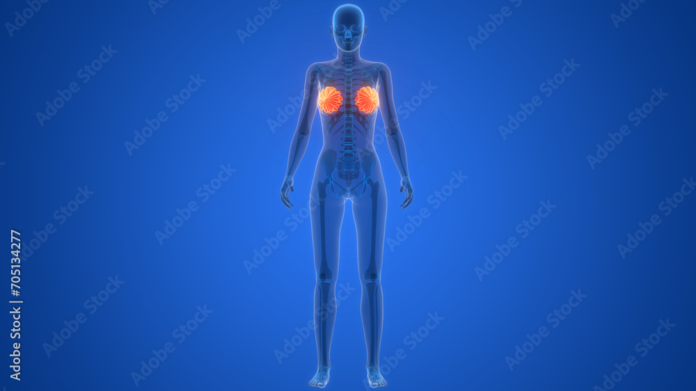 Female Internal Organs Mammary Glands Anatomy Female Internal Organs Mammary Glands Anatomy