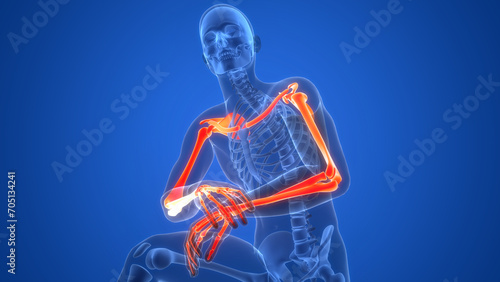 Human Skeleton System Upper Limbs Bone Joints Anatomy