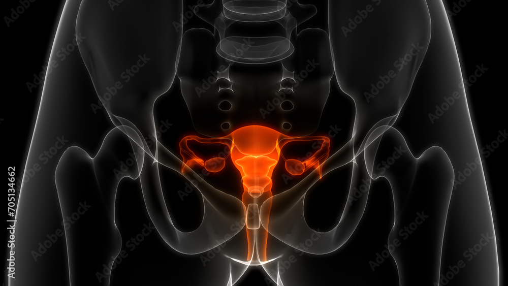 Female Reproductive System Anatomy - obrazy, fototapety, plakaty 