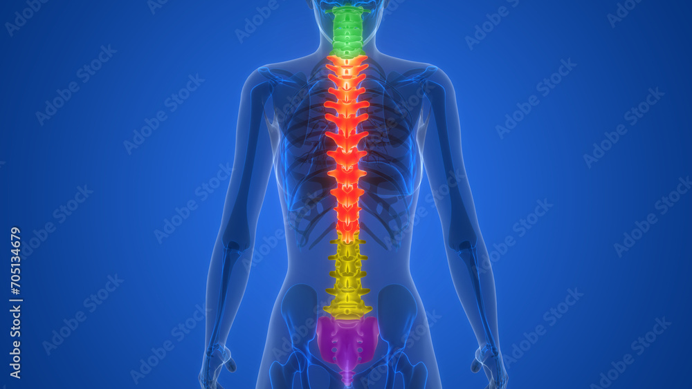 Spinal Cord Vertebral Column of Human Skeleton System Anatomy Spinal Cord Vertebral Column of Human Skeleton System Anatomy