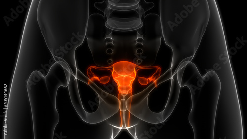 Female Reproductive System Anatomy photo