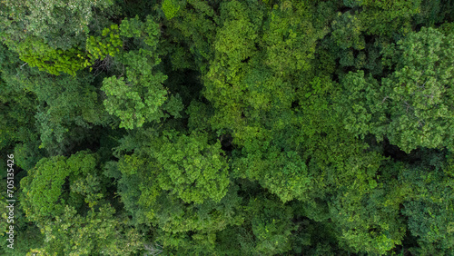 Aerial view of beautiful tropical forest in Aceh Province, Indonesia © Azmil