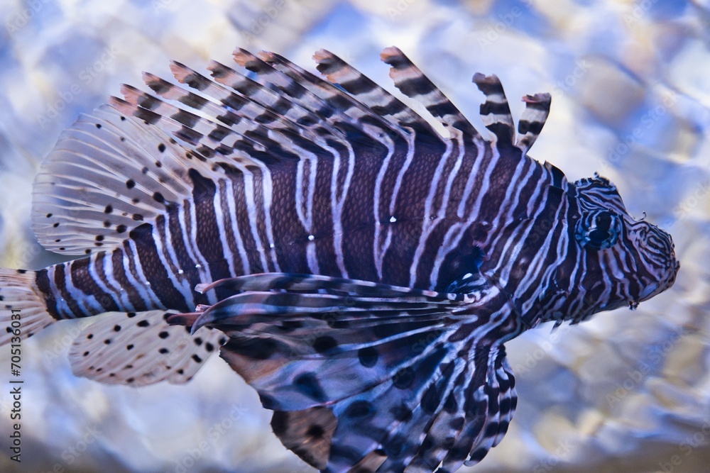 Closeup underwater view of a dangerous lionfish. Black and white