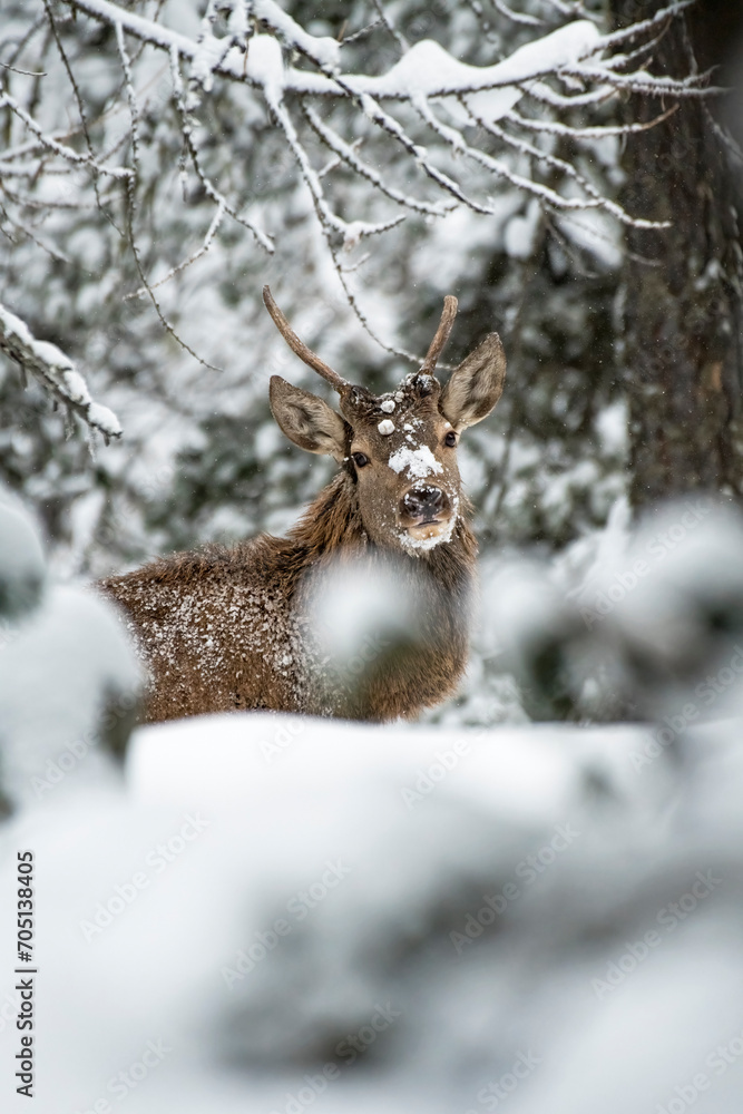 Wild yearling red deer (Cervus elaphus) in a snowy forest, red deer with its muzzle and fur covered in snow on a frosty winter day. Italy