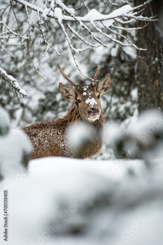 Obraz na płótnie Wild yearling red deer (Cervus elaphus) in a snowy forest, red deer with its muzzle and fur covered in snow on a frosty winter day. Italy w salonie