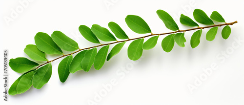 Closeup green branch of robinia or acacia isolate photo