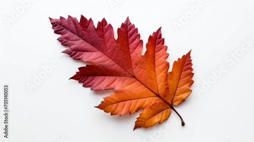 Closeup image of autumn hawthorn colorful leaf