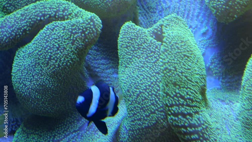 Multiple black and white striped clownfish swim around a sea anemone. Coral reef scene of clown fish. Some tropical fish swimming around a coral in an aquarium in western Australia.  photo