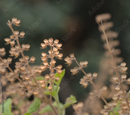 Holy Basil or Tulsi, medicinal holy plant of India.