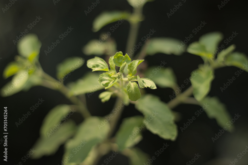 Fototapeta premium Holy Basil or Tulsi, medicinal holy plant of India.