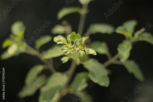 Holy Basil or Tulsi, medicinal holy plant of India.