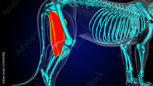 Adductor muscle lion muscle anatomy for medical concept 3D rendering