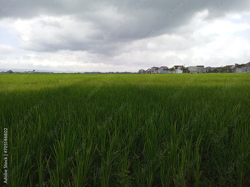 Rice field and cloudy sky, beautiful landscape