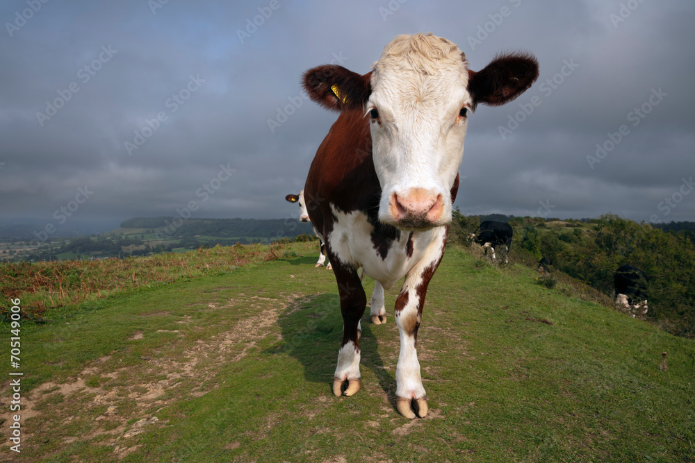 Cows wandering on Cam Long Down, Dursley, Cotswolds, Gloucestershire, England, United Kingdom, Europe