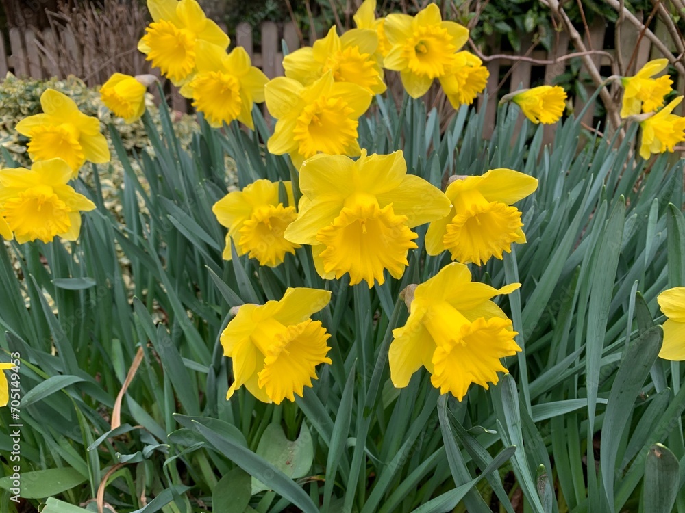 Fototapeta premium yellow daffodils in spring