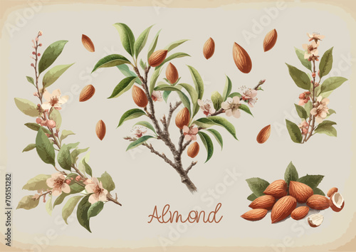 Watercolor Almond vintage retro poster design. Vector almond illustration, fruits theme.