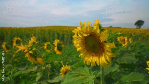 Sunflower in field garden on hill of countryside