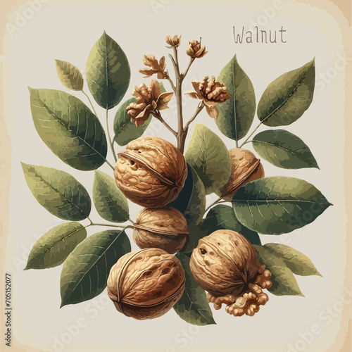 Watercolor walnut vintage retro poster design. Vector walnut illustration, fruits theme. photo