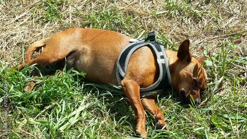 Schlafender Chihuahua