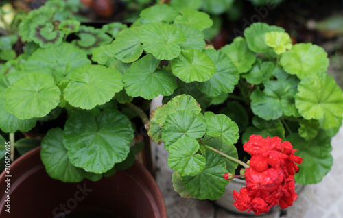 Photo of Pelargonium zonale inquinans, Pelargonium hybrida L grown in pots in fertile soil in village garden. lush fresh organic natural green leaves, pink red flowers in rainy day. pastel, background photo