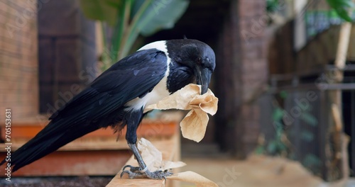 Принти на полотні Magpie pulls paper from trash can, carries in beak, highlighting pollution issue