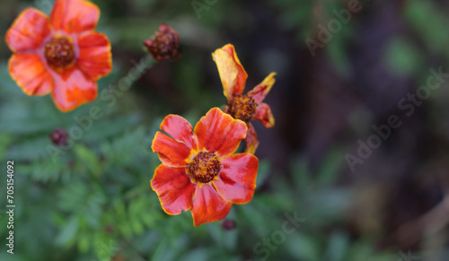 Photo Tagetes Patula grown in fertile soil in village garden. lush fresh natural green leaves, shiny light red orange flowers wet from in rainy day. pastel background. Tagetes erecta, from Asteraceae