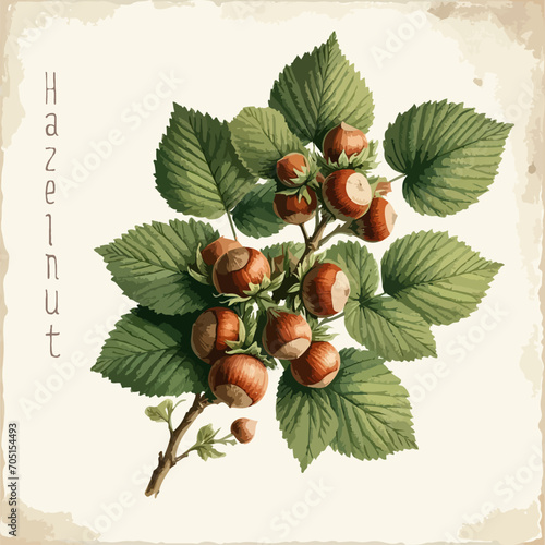 Watercolor hazelnut vintage retro poster design. Vector hazelnut illustration, fruits theme.