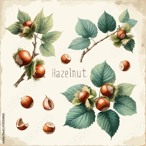 Watercolor hazelnut vintage retro poster design. Vector hazelnut illustration, fruits theme.