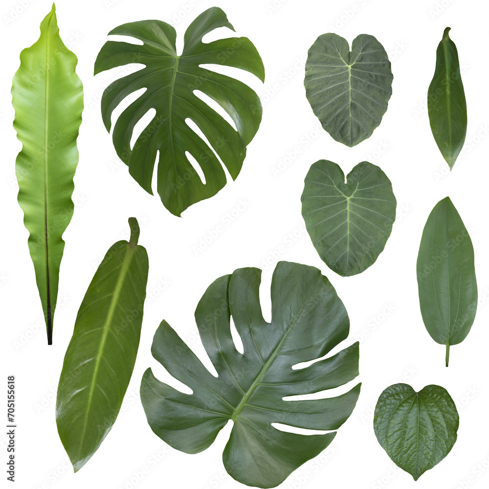 Fototapeta premium set of green leaves, tropical leaves, transparent background