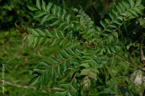 Curry leaves plant in the garden