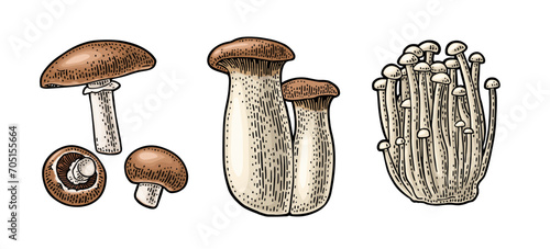 Champignon. Vintage color vector engraving illustration on white